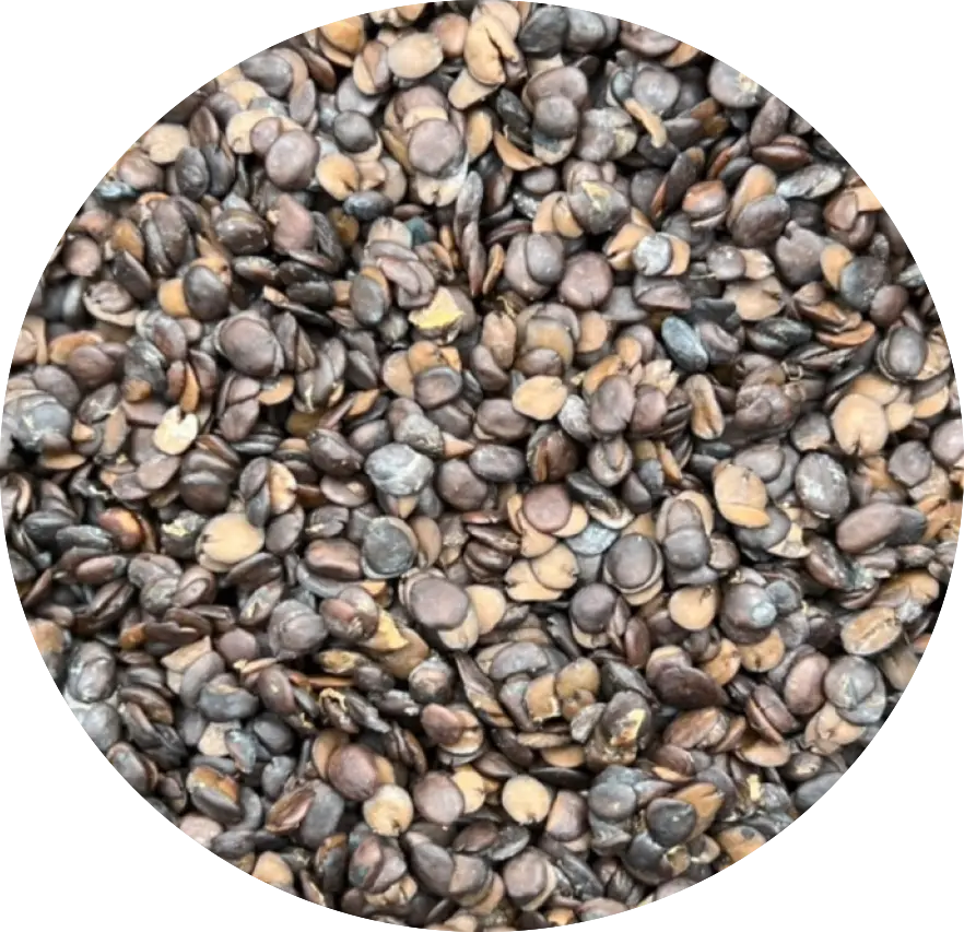 Locust Bean (Iru)