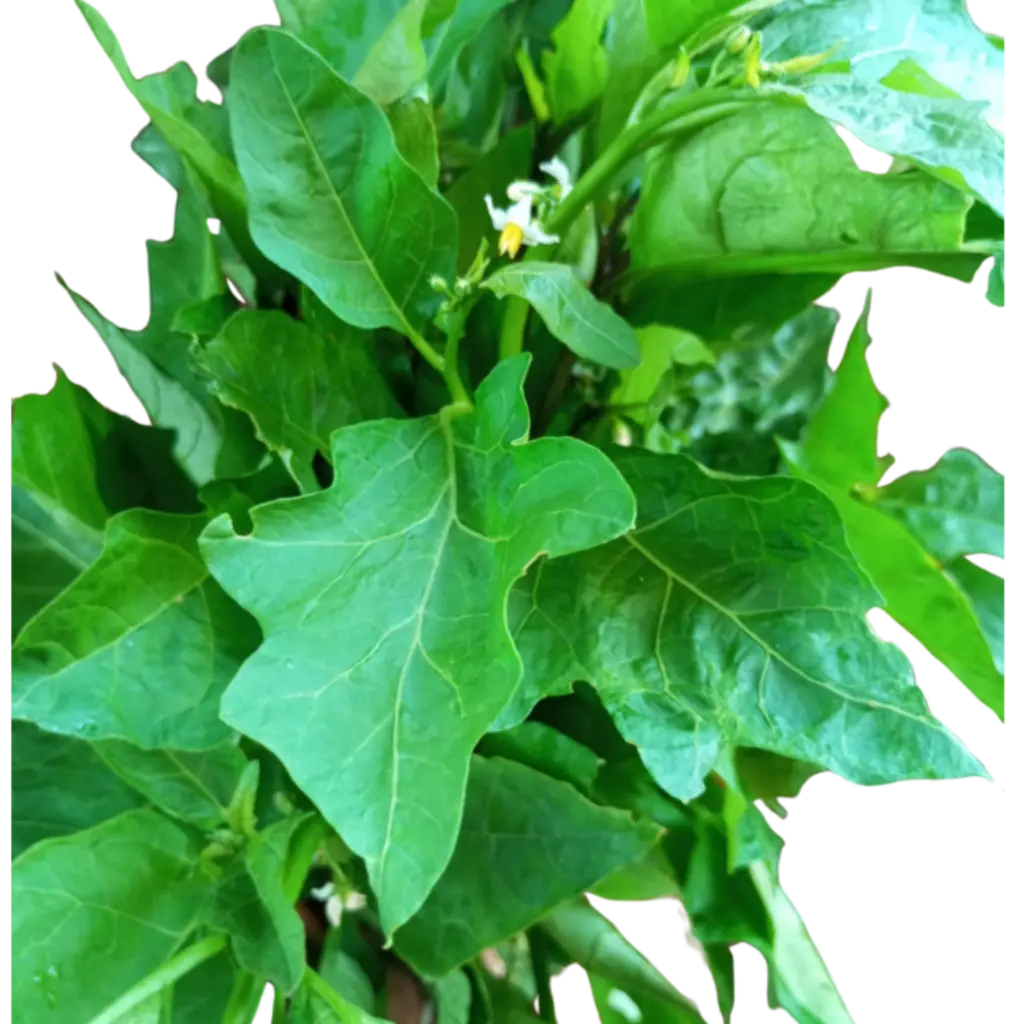 Garden Egg Leaves 1 lb 