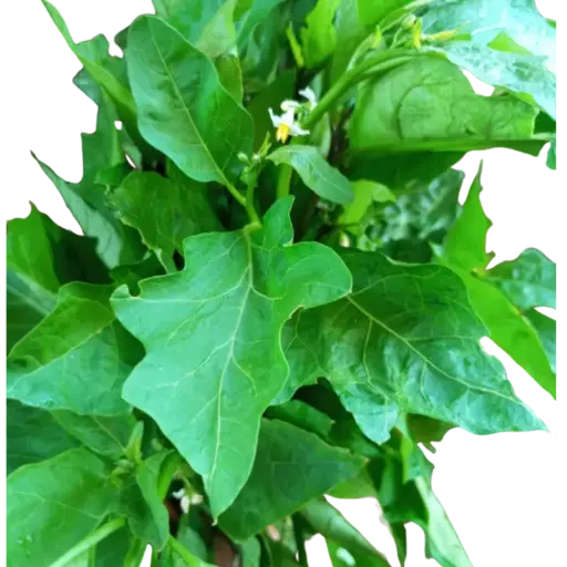 Garden Egg Leaves 1 lb 